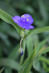 Kwitnąca trzykrotka