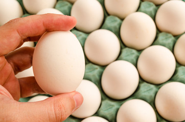hand holding a white egg and in the background a full green egg carton.