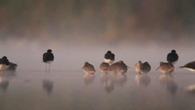 Aquatic birds