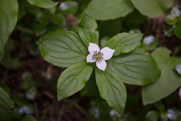 Trillium flower