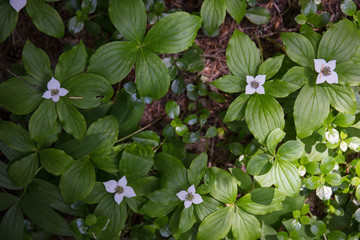 Trillium flower