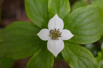 Trillium flower