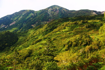 Obraz premium 火打山 山頂への道