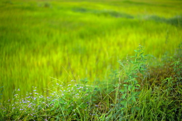green grass and blue sky