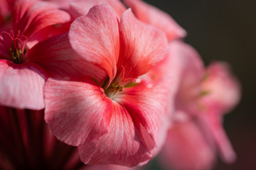 Pink flowers petals Pelargonium zonale Willd. Macro photography of beauty petals, causing pleasant feeling from viewing photos. Selective, soft focus of blossoming flower.