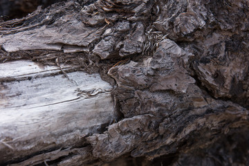 metallic drift fir wood texture