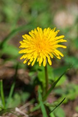 Dandelion flower