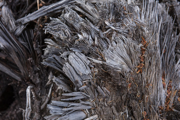 metallic drift fir wood texture