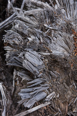 metallic drift fir wood texture