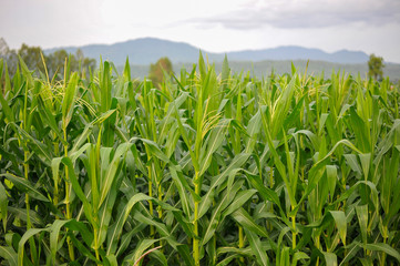 Obraz premium green field of corn growing up in farm