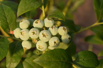 Borówki - zielone owoce © Anna