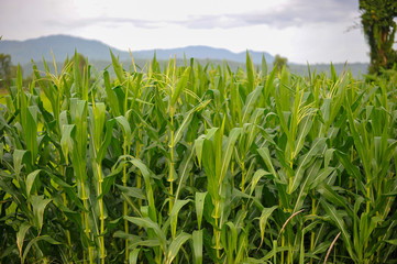 green field of corn growing up in farm