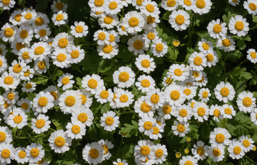  Daisy flowers