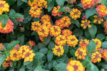 Vibrant yellow and orange flowers among green leafs