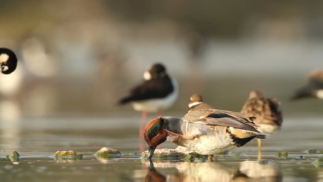 Aquatic birds
