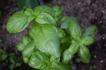 Bazylia Basil plant in garden © Anna