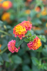 Close-up of colorful flowers