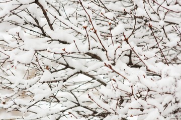 Branches covered in snow