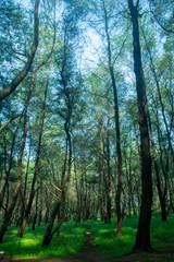 Obraz premium pine forest which is dropping leaves