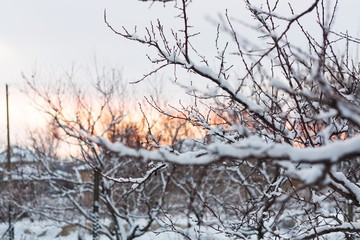 Forest in the winter with snow coverage