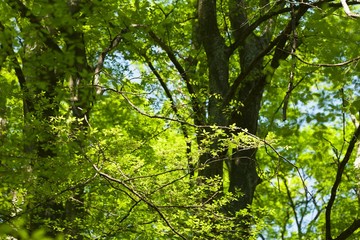 Obraz premium Tree Branches