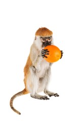 Monkey Eating an Orange
