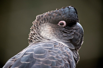 the white tailed black cockatoo makes a lovely pet