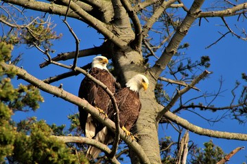 eagles watch beach side