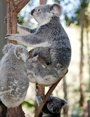 a koala and her two joeys