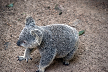 a joey koala walking