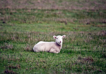 the lamb is resting in wet grass