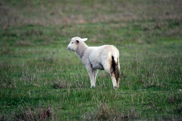 Fototapeta premium the lamb is in the wet grass