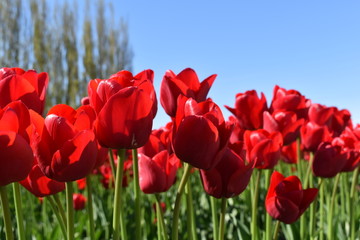 field of red tulips