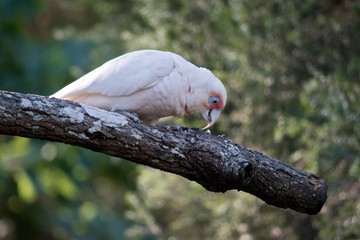 a long billed corella eating bark
