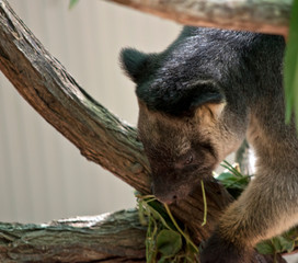 the lumholz  tree kangaroo is eating leaves