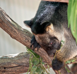 the lumholz  tree kangaroo is eating leaves