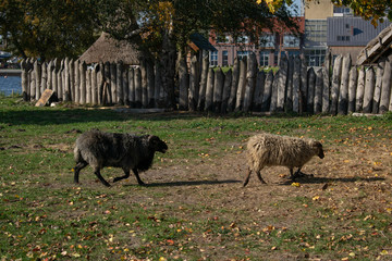 ovejas 