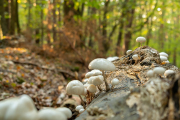 Setas blancas en el bosque