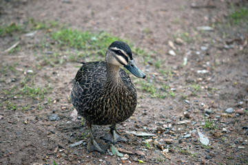 a pacific black duck walking