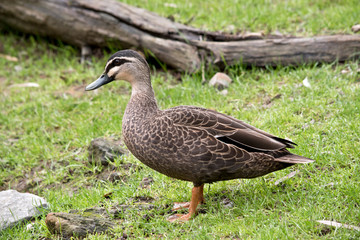 this is a side view of a pacific black duck