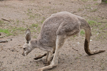 this is a young male red kangaroo when he gets older his fur changes to red