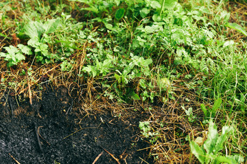 young plants in the garden