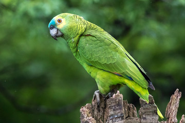 Papagaio Verdadeiro Amazona Aestiva