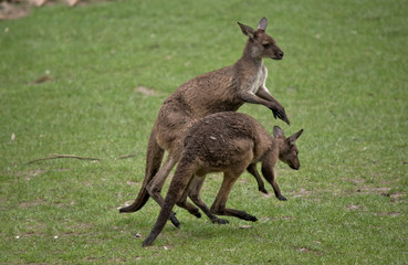 Naklejka na ściany i meble two western grey male kangaroos fighting