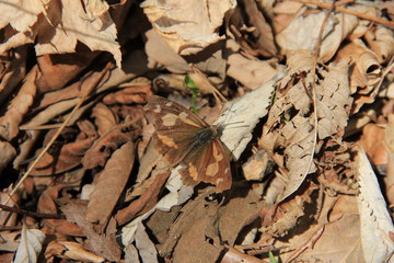 落葉の上のテングチョウ(岩手県)