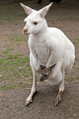 an albino kangaroo and a brown joey
