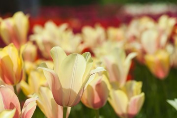 tulips garden