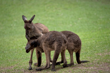 three western grey male kangaroos fighting