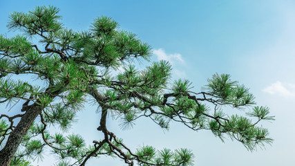 青空を背景に松の木