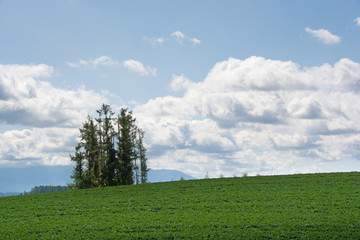 緑の畑と青空